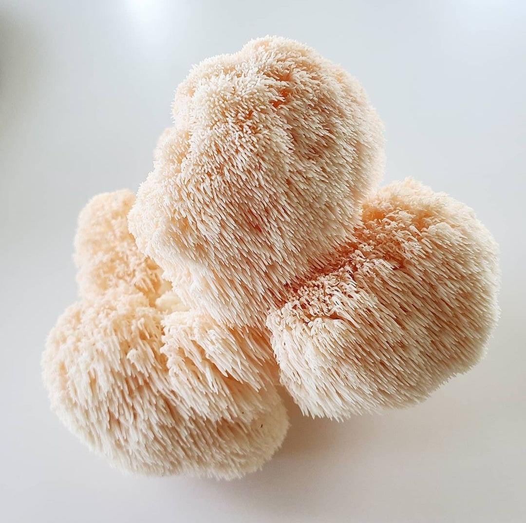 Wholesale: Lion's Mane Mushroom