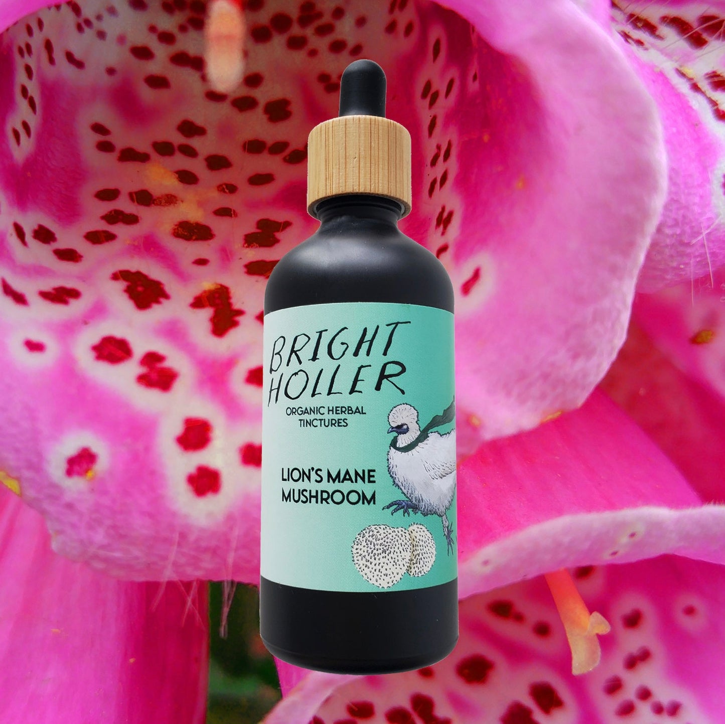 Wholesale: Lion's Mane Mushroom