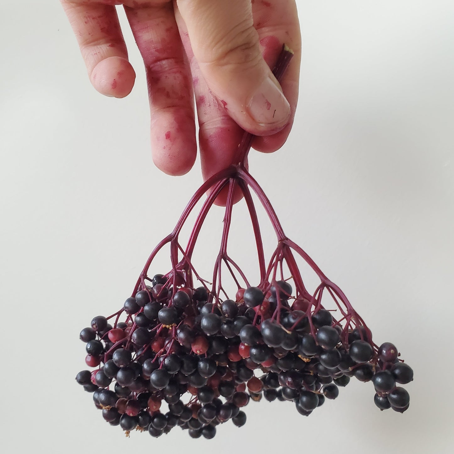 Wholesale: Elderberry