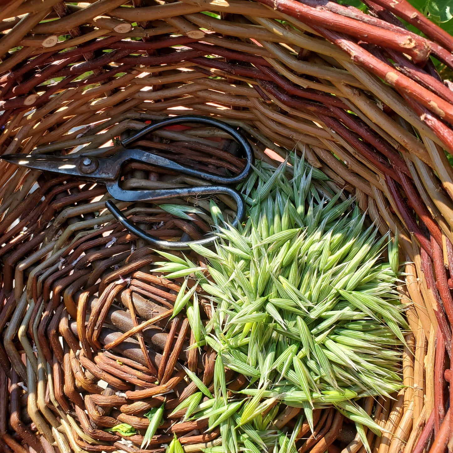 Wholesale: Milky Oats