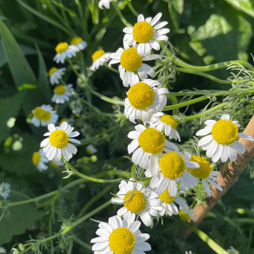 A peek into our spring & summer harvests