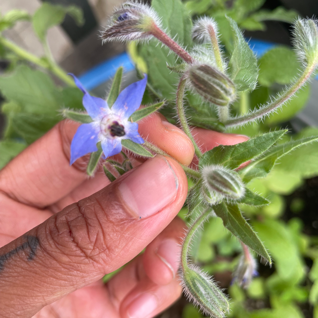 Borage Tincture