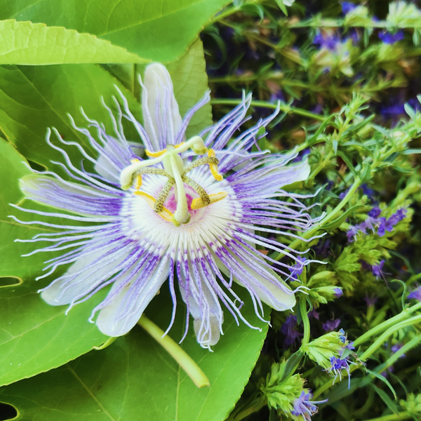 Passionflower Tincture